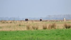 Natuurontwikkeling Eeserwold