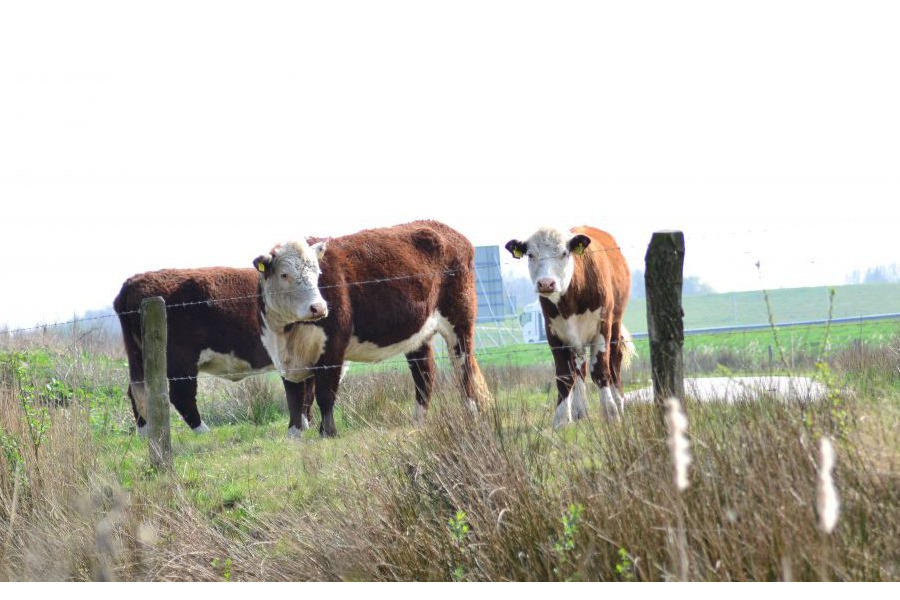 Eeserwold tijdelijke natuur steenwijk
