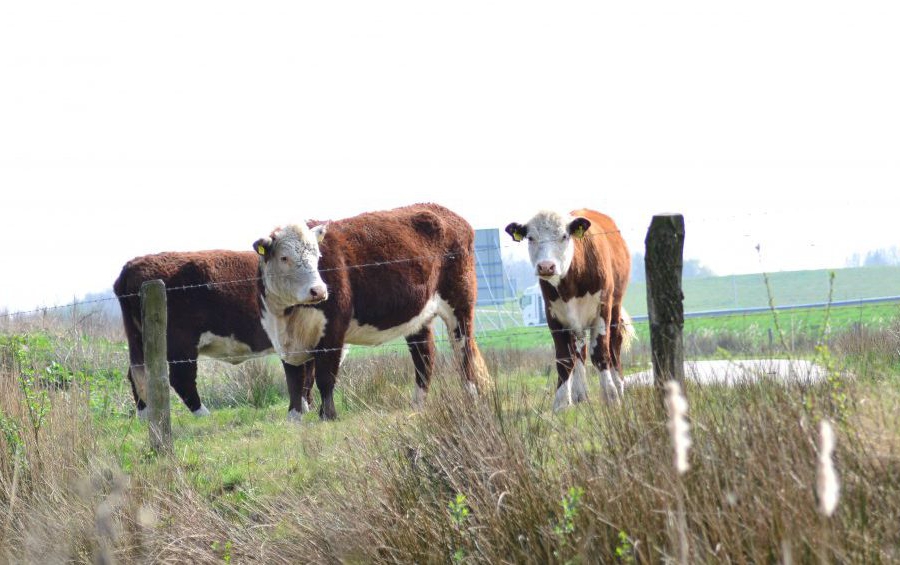 Eeserwold tijdelijke natuur steenwijk