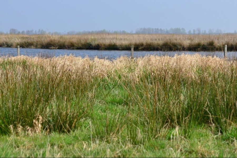 natuurontwikkeling