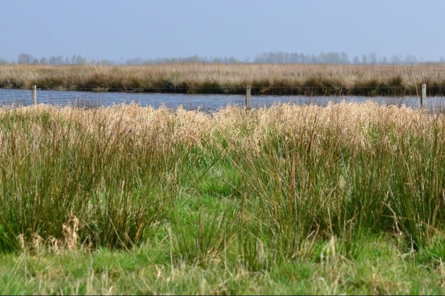 natuurontwikkeling